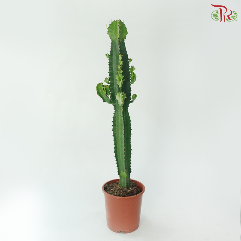 Euphorbia Acrurensis《三角树状大戟》