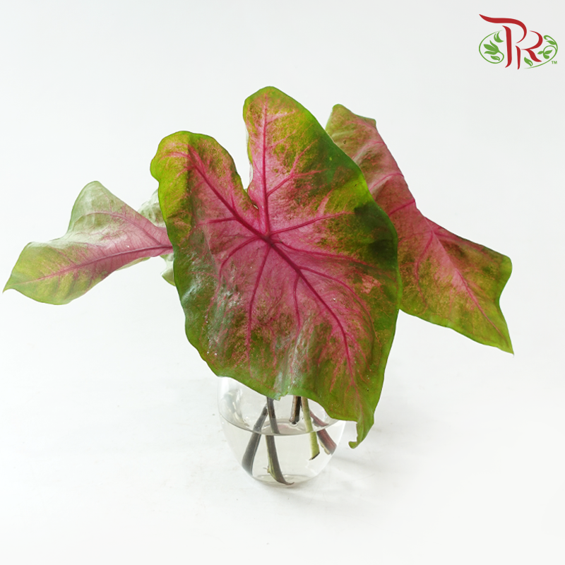 Caladium