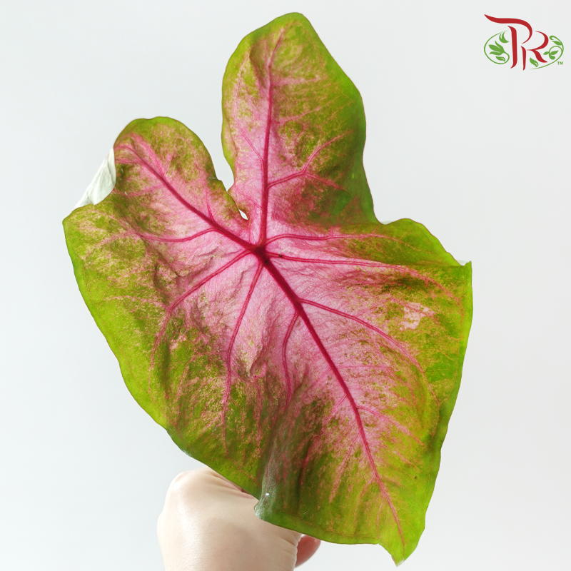 Caladium