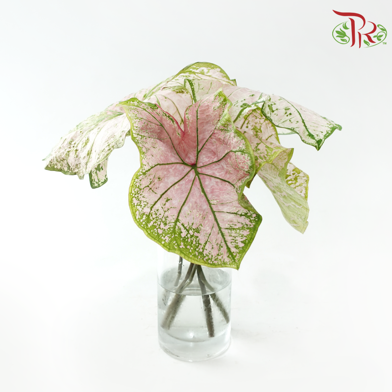 Caladium