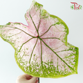 Caladium