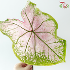 Caladium