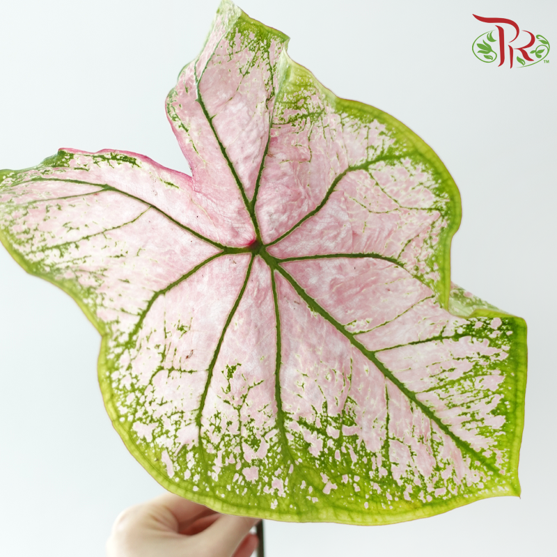 Caladium