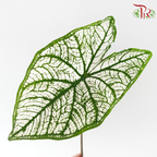Caladium