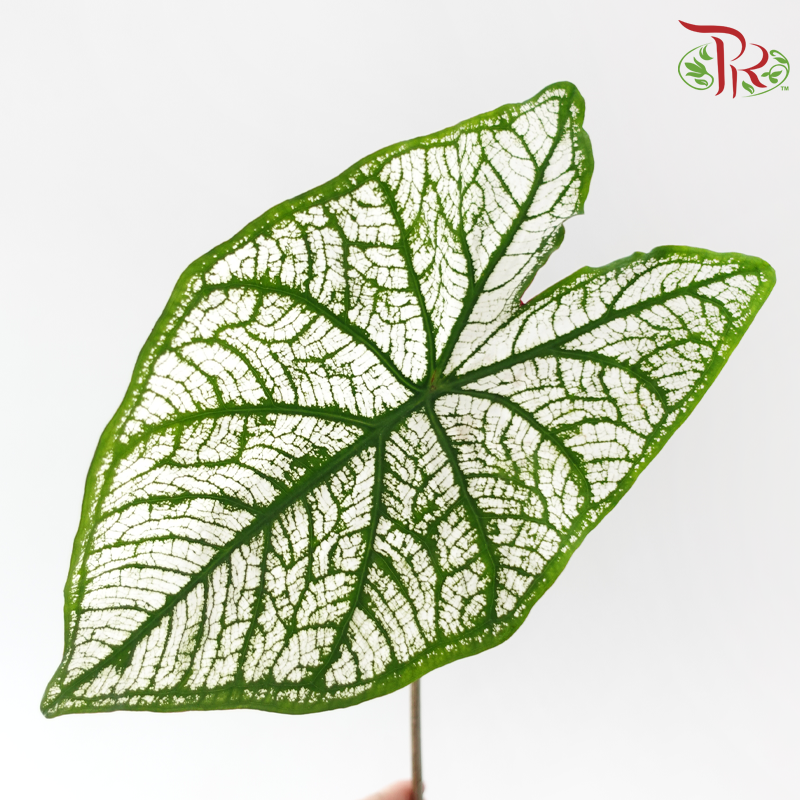 Caladium
