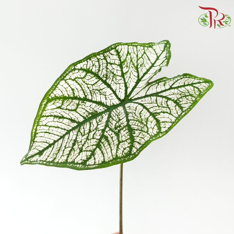 Caladium