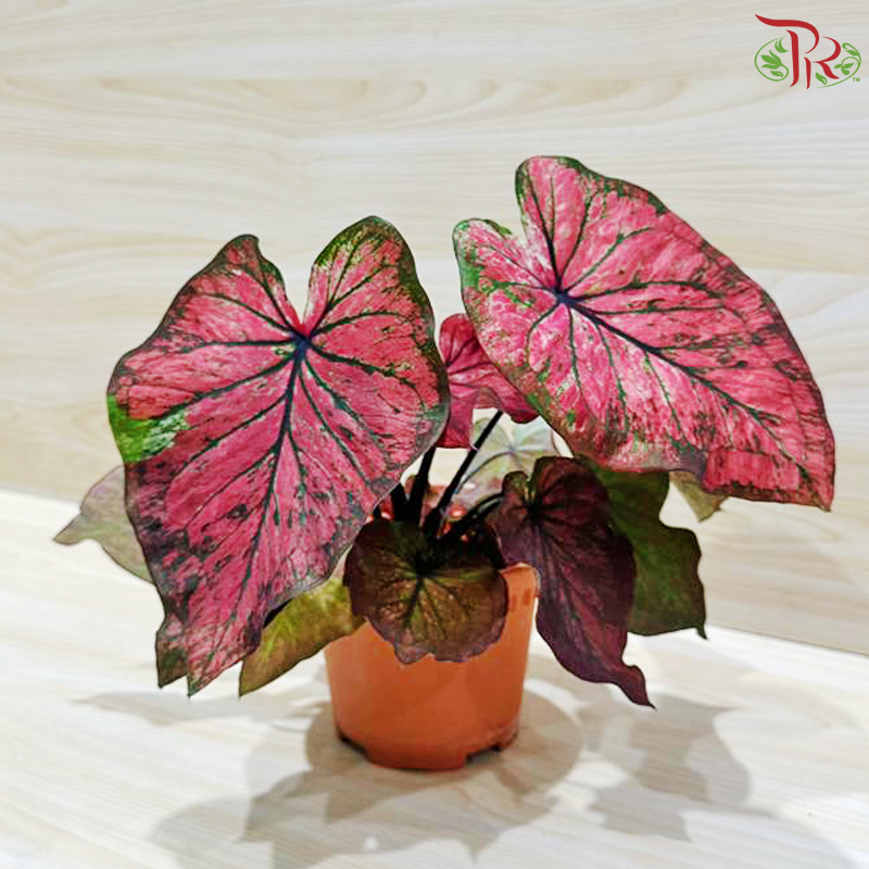 Caladium Asst P120 - Rare Love Portion《彩芋》