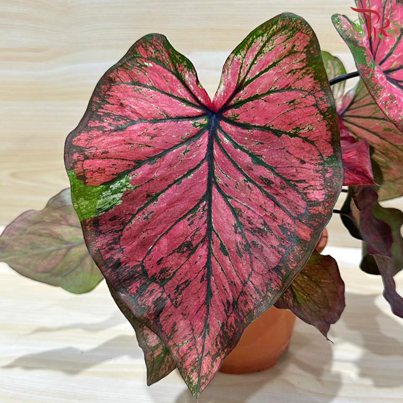 Caladium Asst P120 - Rare Love Portion《彩芋》