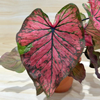 Caladium Asst P120 - Rare Love Portion《彩芋》