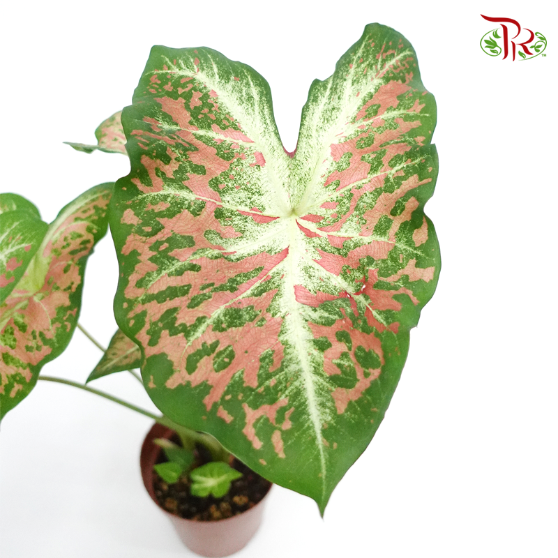 Caladium Dawn to Dusk 《彩芋》 - Pudu Ria Florist