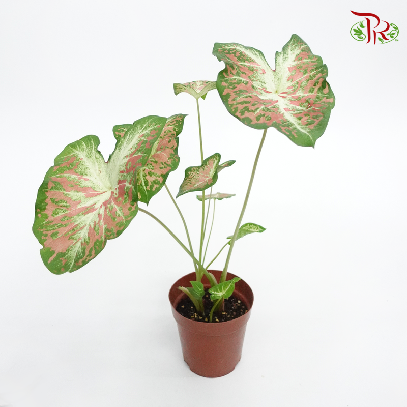 Caladium Dawn to Dusk 《彩芋》 - Pudu Ria Florist