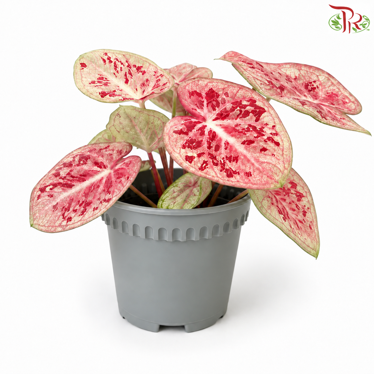 Caladium Gunung Ladang P120《彩芋》