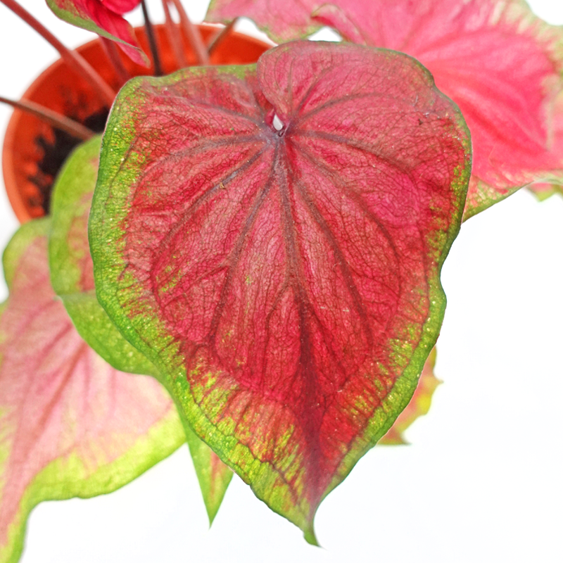 Caladium Jubilee《彩芋》 - Pudu Ria Florist