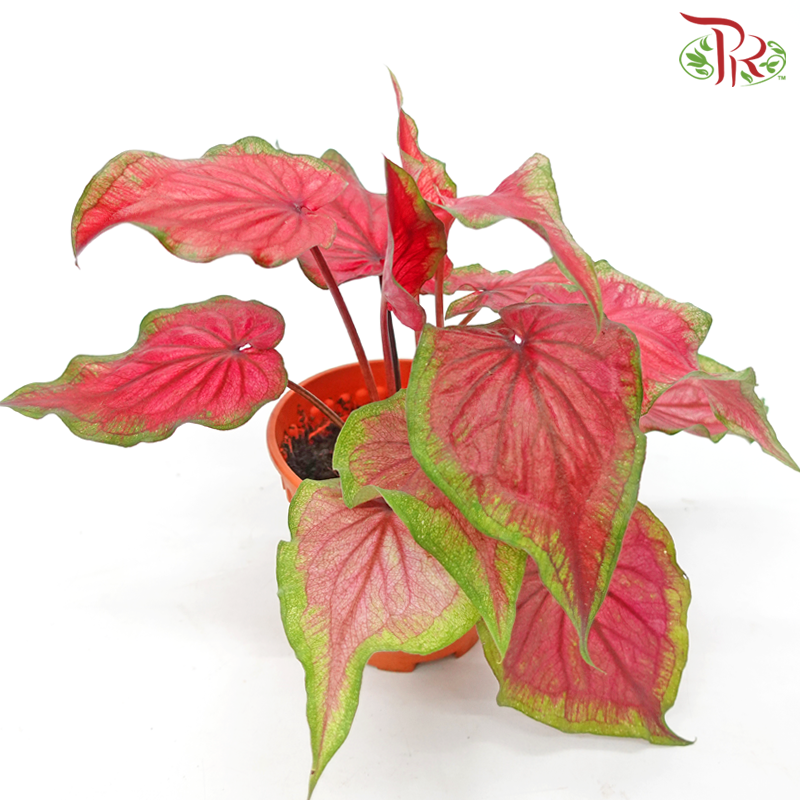 Caladium Jubilee《彩芋》 - Pudu Ria Florist