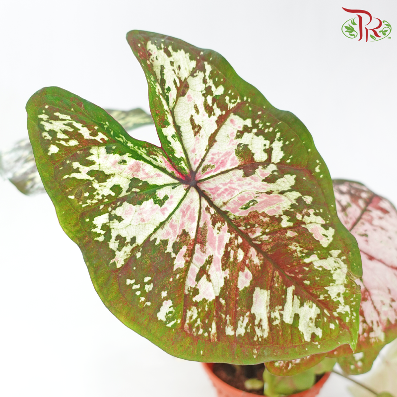 Caladium Magma P120《彩芋》