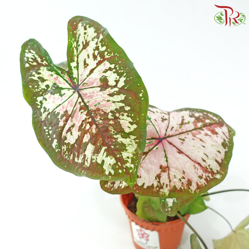 Caladium Magma P120《彩芋》