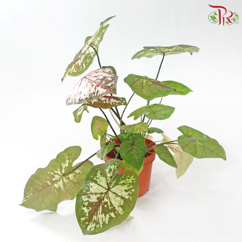 Caladium Magma P120《彩芋》