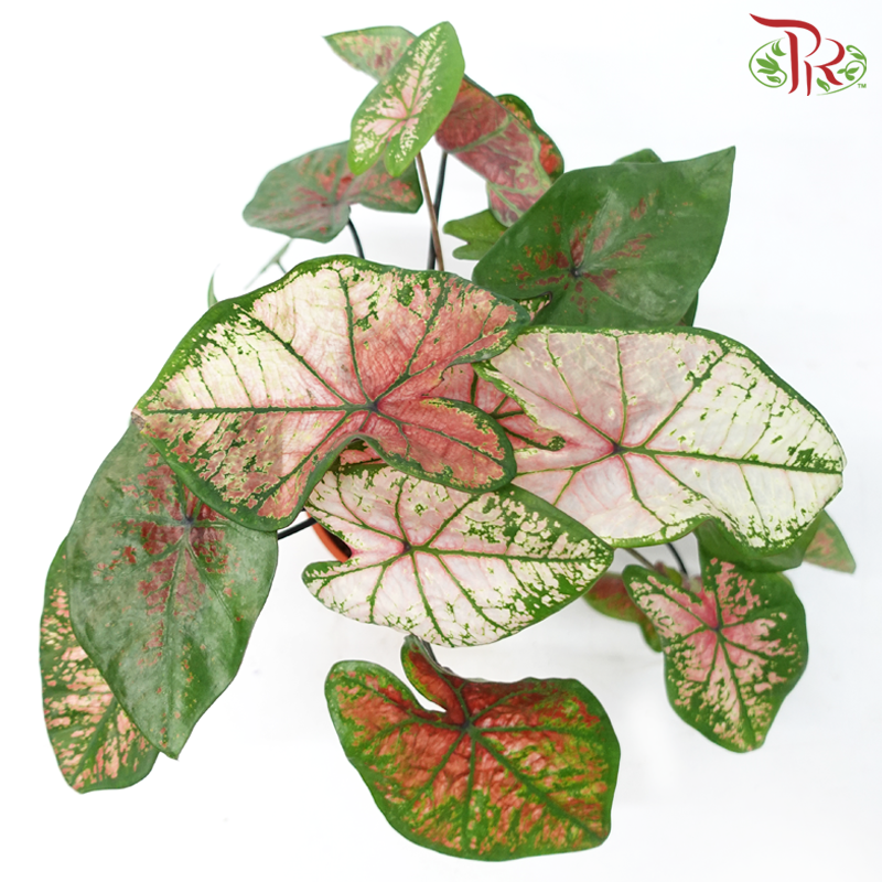 Caladium Misteri《彩芋》