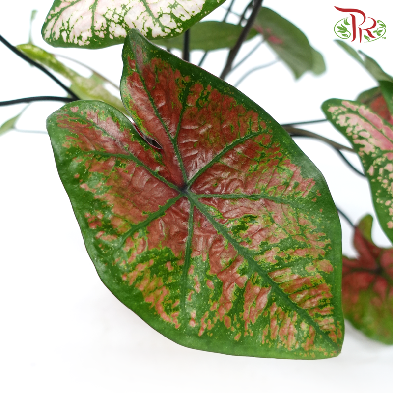 Caladium Misteri《彩芋》