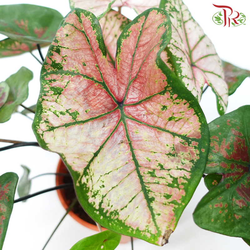 Caladium Misteri《彩芋》