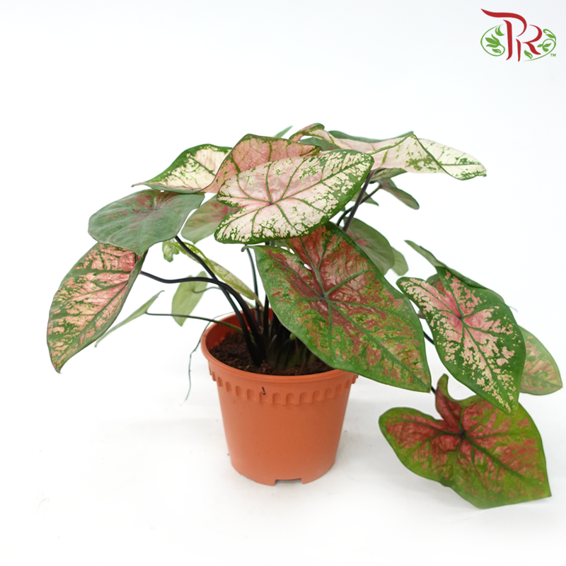 Caladium Misteri《彩芋》