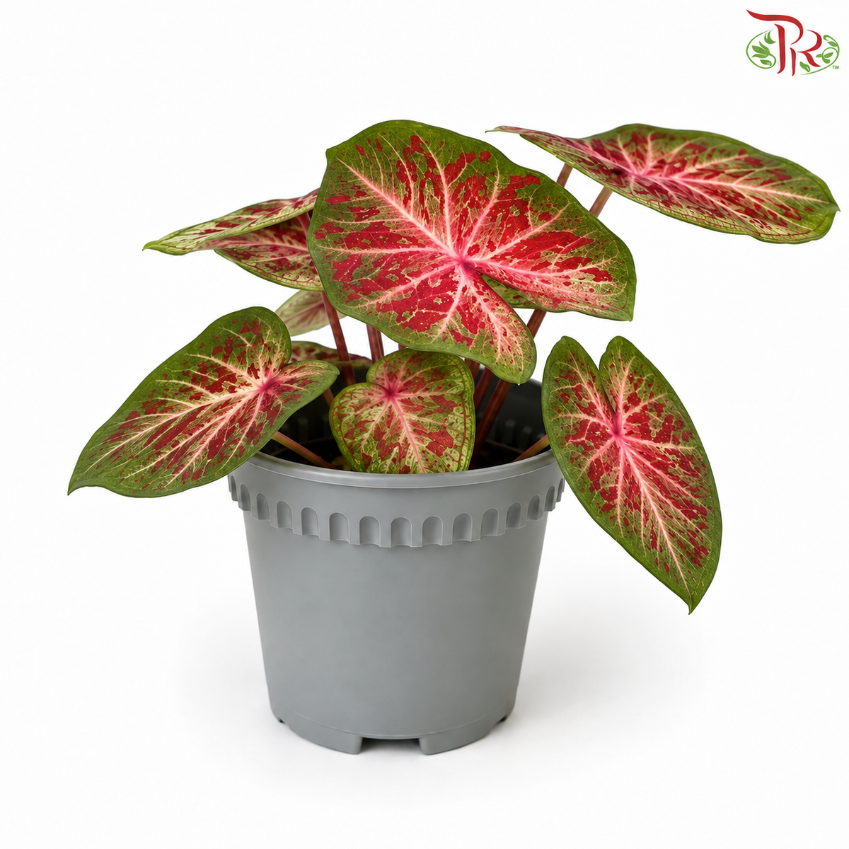 Caladium Starlight P120《彩芋》