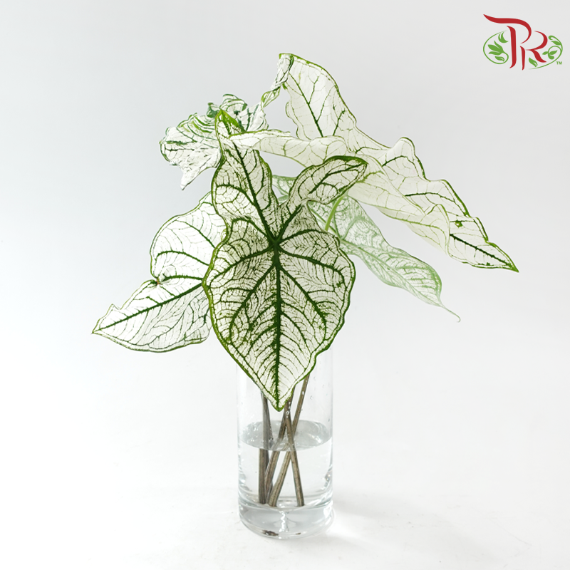 Caladium