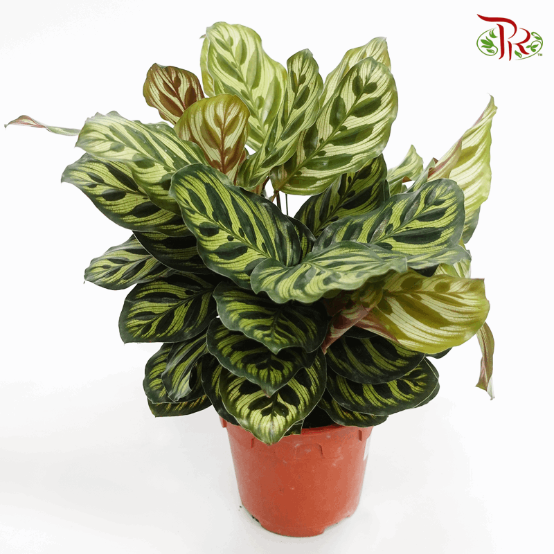 Calathea Makoyana  《孔雀竹芋》