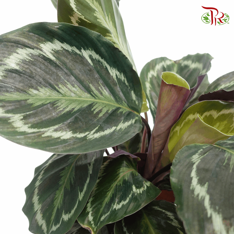 Calathea Medallion  《莫德蘭孔雀竹芋》