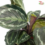Calathea Medallion  《莫德蘭孔雀竹芋》