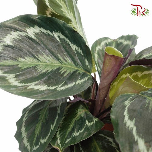 Calathea Medallion  《莫德蘭孔雀竹芋》