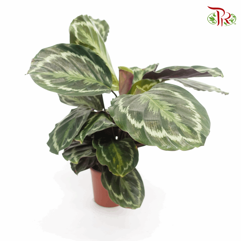 Calathea Medallion  《莫德蘭孔雀竹芋》
