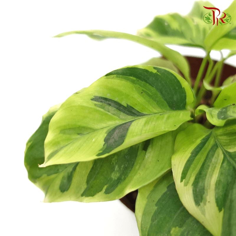 Calathea Yellow Fusion  《黄油画竹芋》 - Pudu Ria Florist