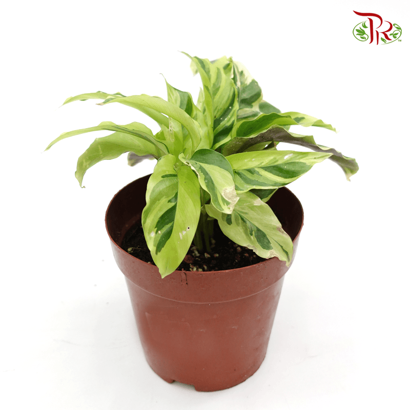 Calathea Yellow Fusion  《黄油画竹芋》 - Pudu Ria Florist