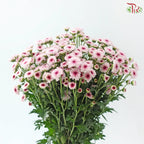 Calimero Mini Chrysanthemum 《卡利梅罗小绒球菊》