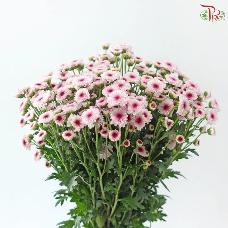 Calimero Mini Chrysanthemum 《卡利梅罗小绒球菊》