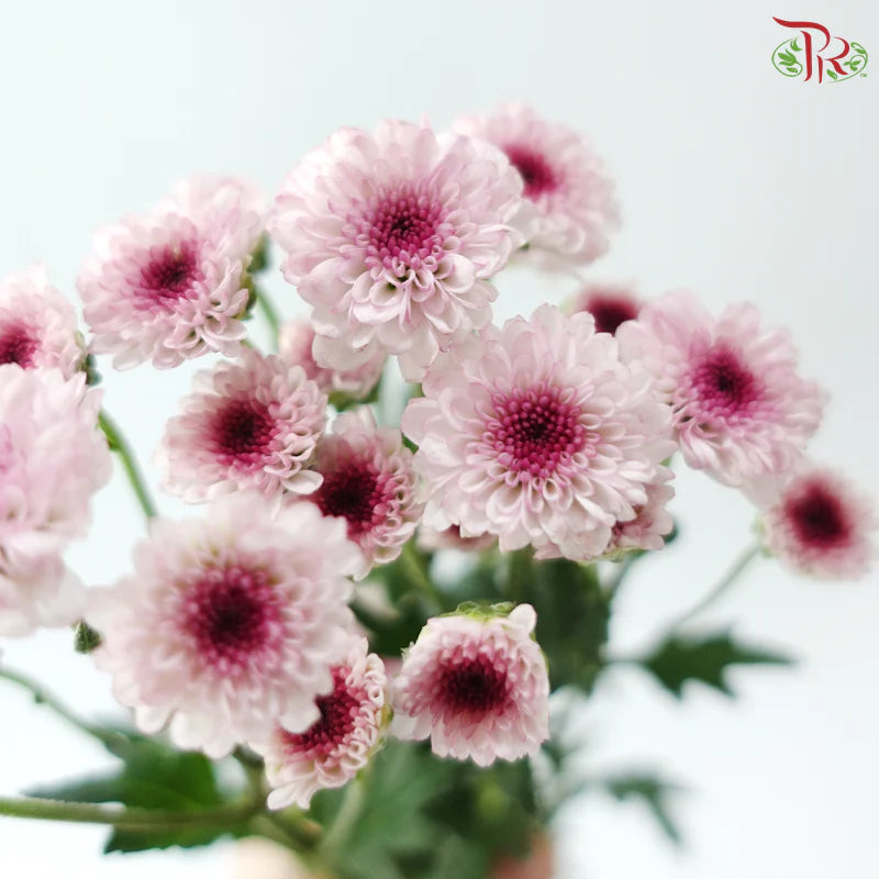 Calimero Mini Chrysanthemum 《卡利梅罗小绒球菊》