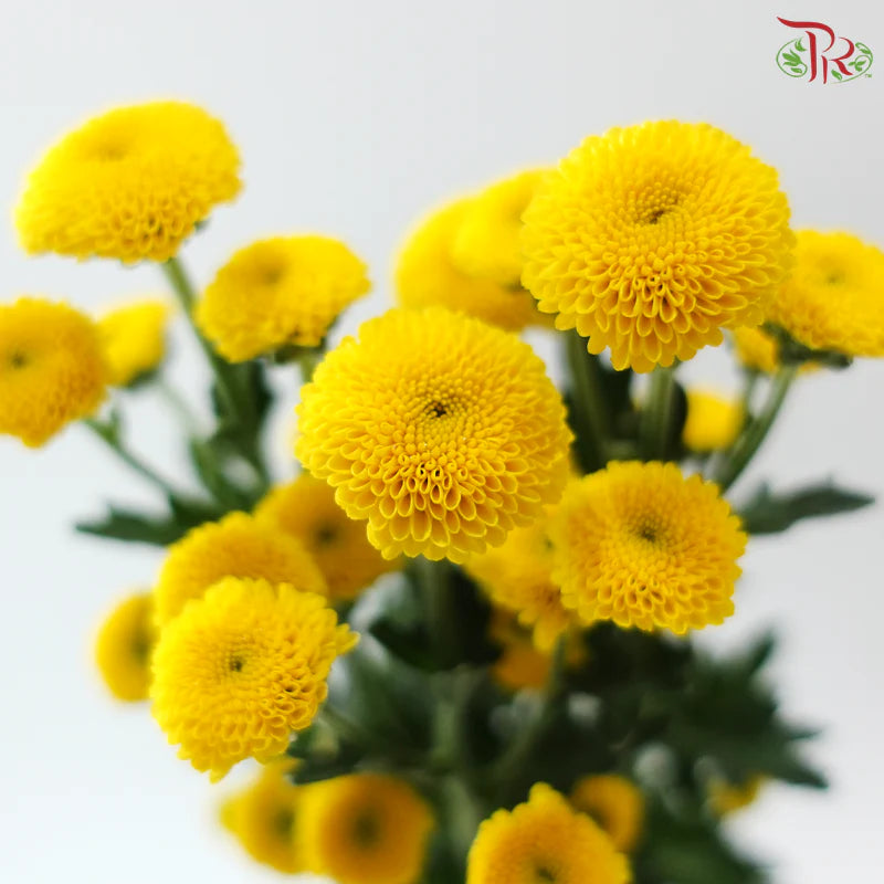 Calimero Mini Chrysanthemum 《卡利梅罗小绒球菊》