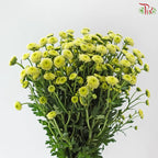 Calimero Mini Chrysanthemum 《卡利梅罗小绒球菊》