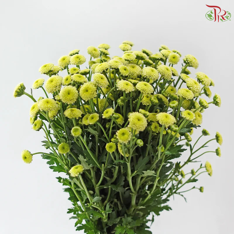 Calimero Mini Chrysanthemum 《卡利梅罗小绒球菊》
