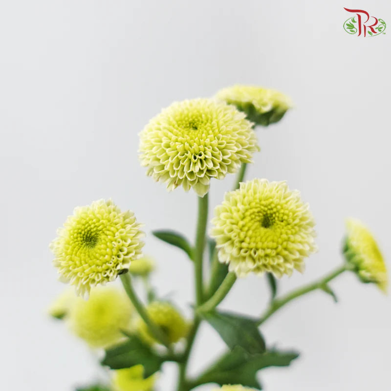 Calimero Mini Chrysanthemum 《卡利梅罗小绒球菊》
