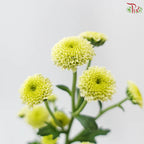 Calimero Mini Chrysanthemum 《卡利梅罗小绒球菊》
