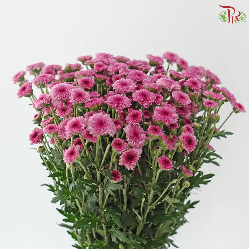 Calimero Mini Chrysanthemum 《卡利梅罗小绒球菊》