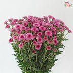 Calimero Mini Chrysanthemum 《卡利梅罗小绒球菊》