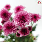 Calimero Mini Chrysanthemum 《卡利梅罗小绒球菊》