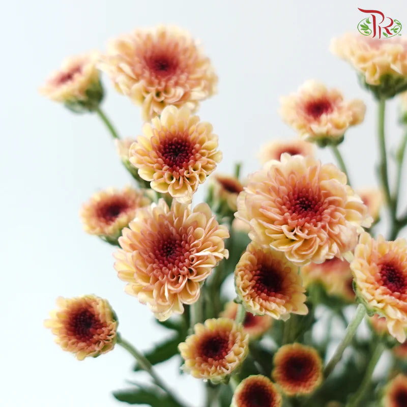Calimero Mini Chrysanthemum 《卡利梅罗小绒球菊》