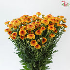 Calimero Mini Chrysanthemum 《卡利梅罗小绒球菊》