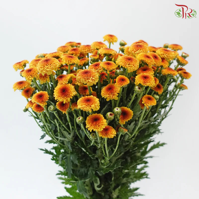 Calimero Mini Chrysanthemum 《卡利梅罗小绒球菊》