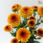 Calimero Mini Chrysanthemum 《卡利梅罗小绒球菊》
