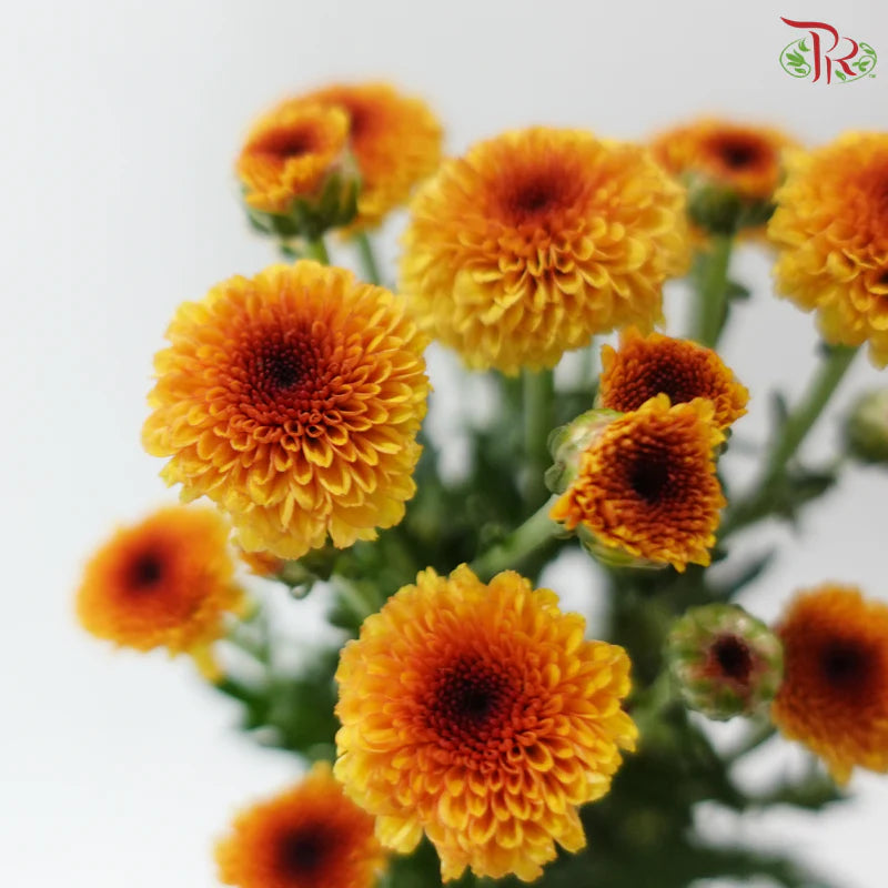 Calimero Mini Chrysanthemum 《卡利梅罗小绒球菊》